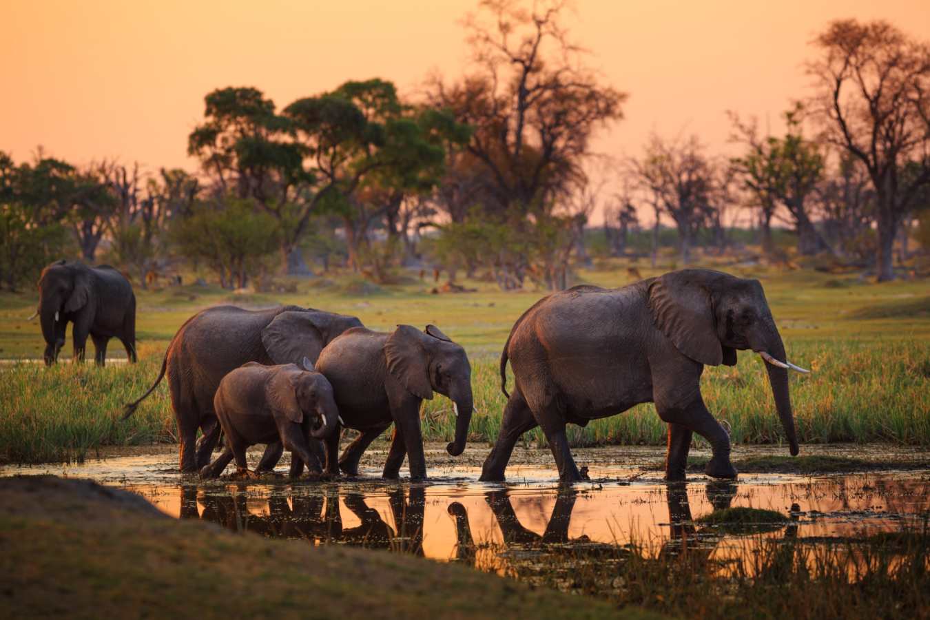 Elephants in the Delta - Essential Botswana