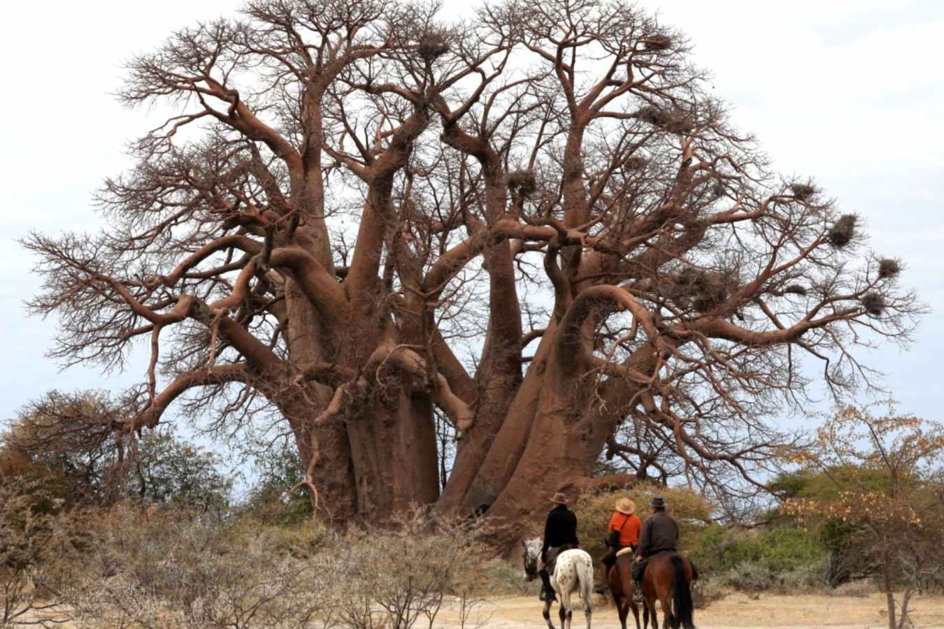 Riding to the Chapman's Baobab - The Delta and Salt Pans