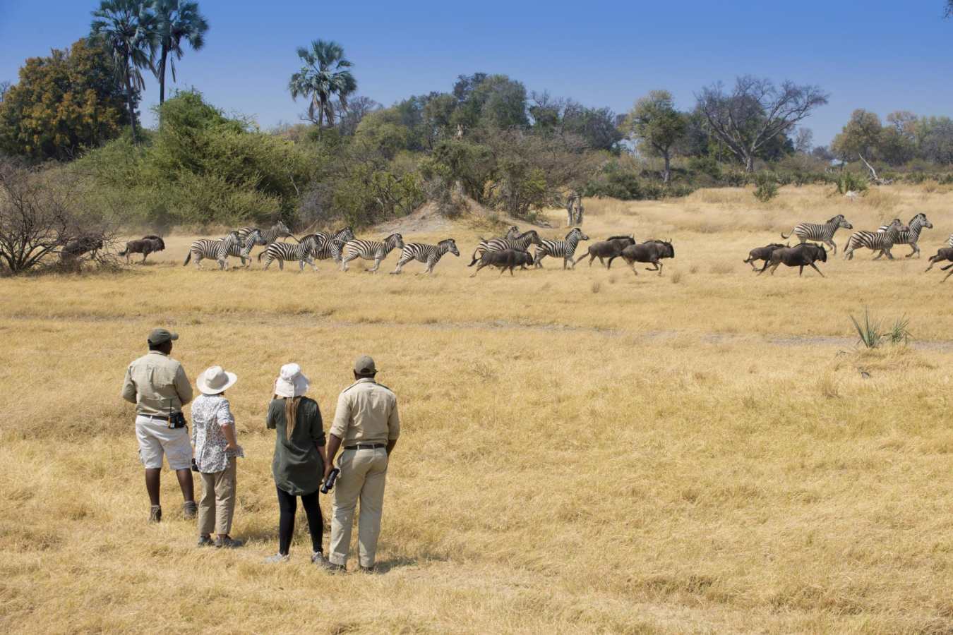 Walking safari from Sandibe - The Delta and Salt Pans