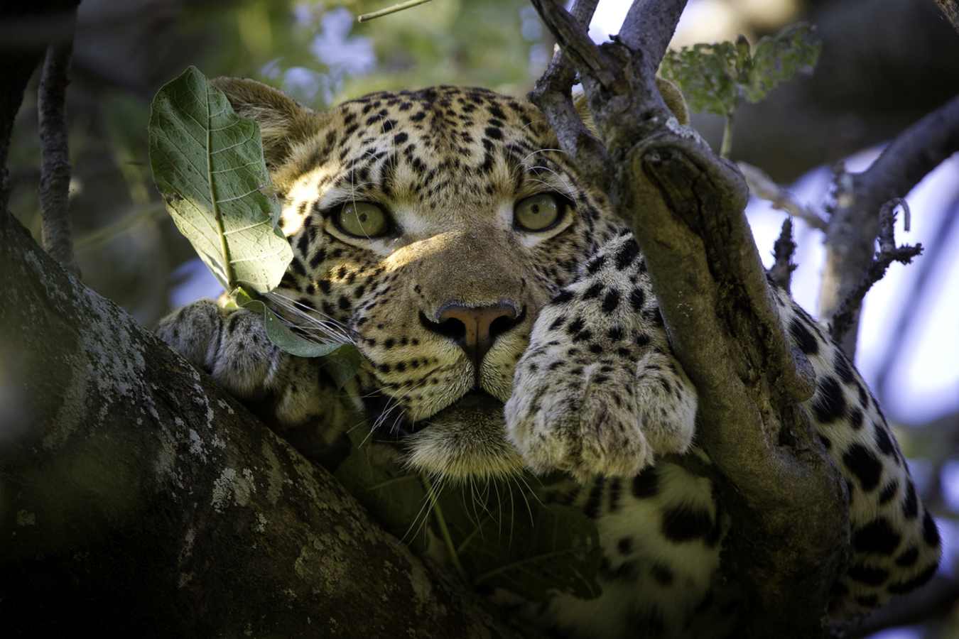Vumbura leopard - Southern Africa Uncovered