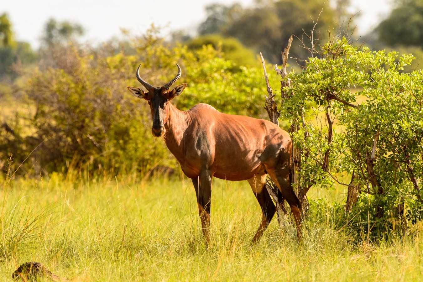 Tsessabe - Discover the Okavango Delta