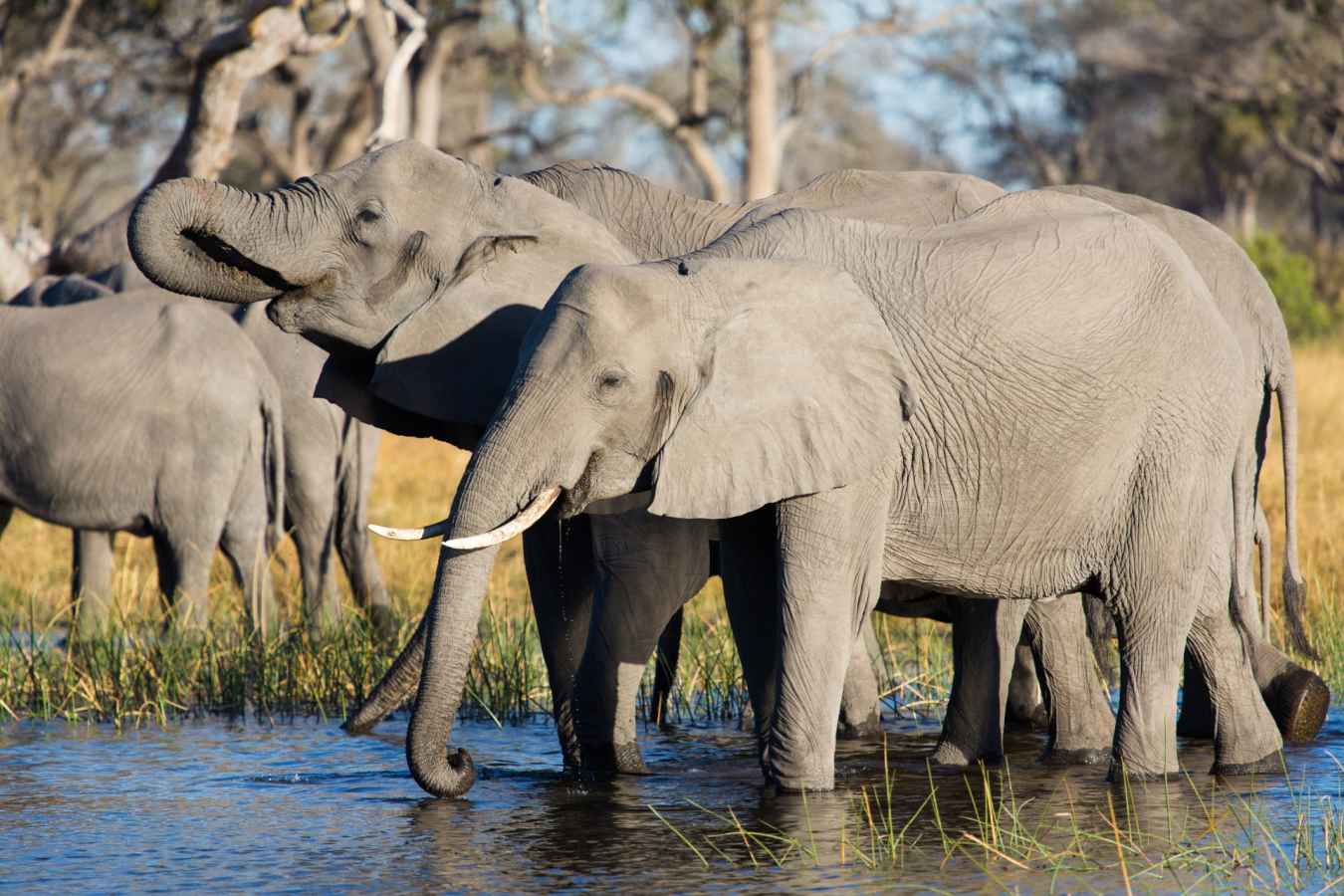 Linyanti elephants