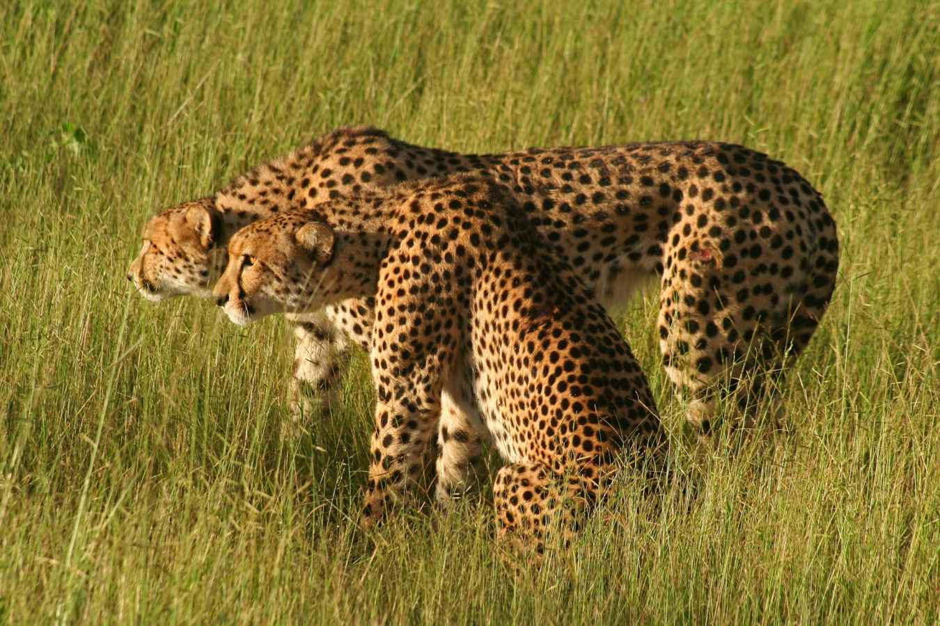 Cheetah - Discover the Okavango Delta