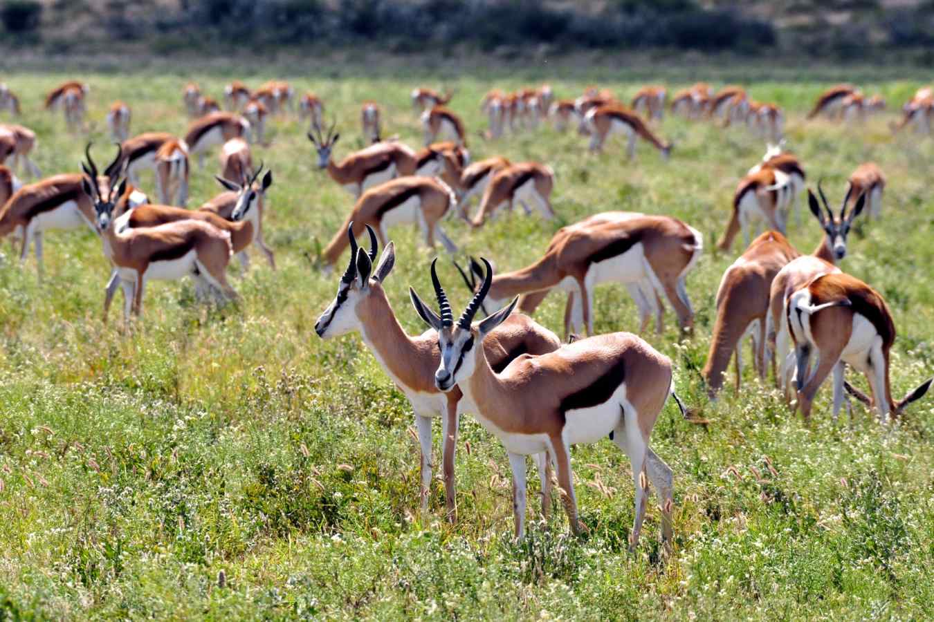Springbok in the Kalahari