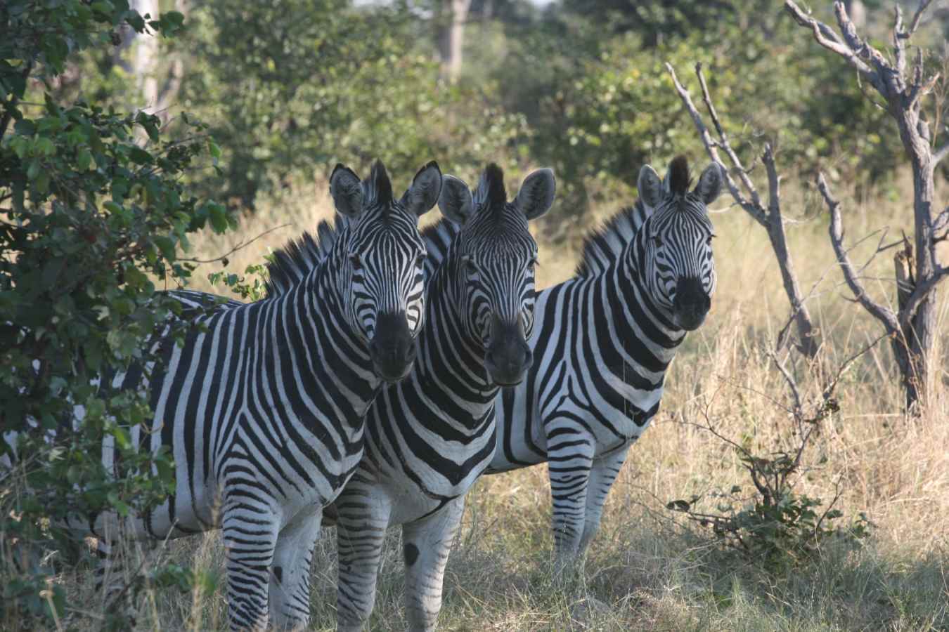 Botswana wildlife