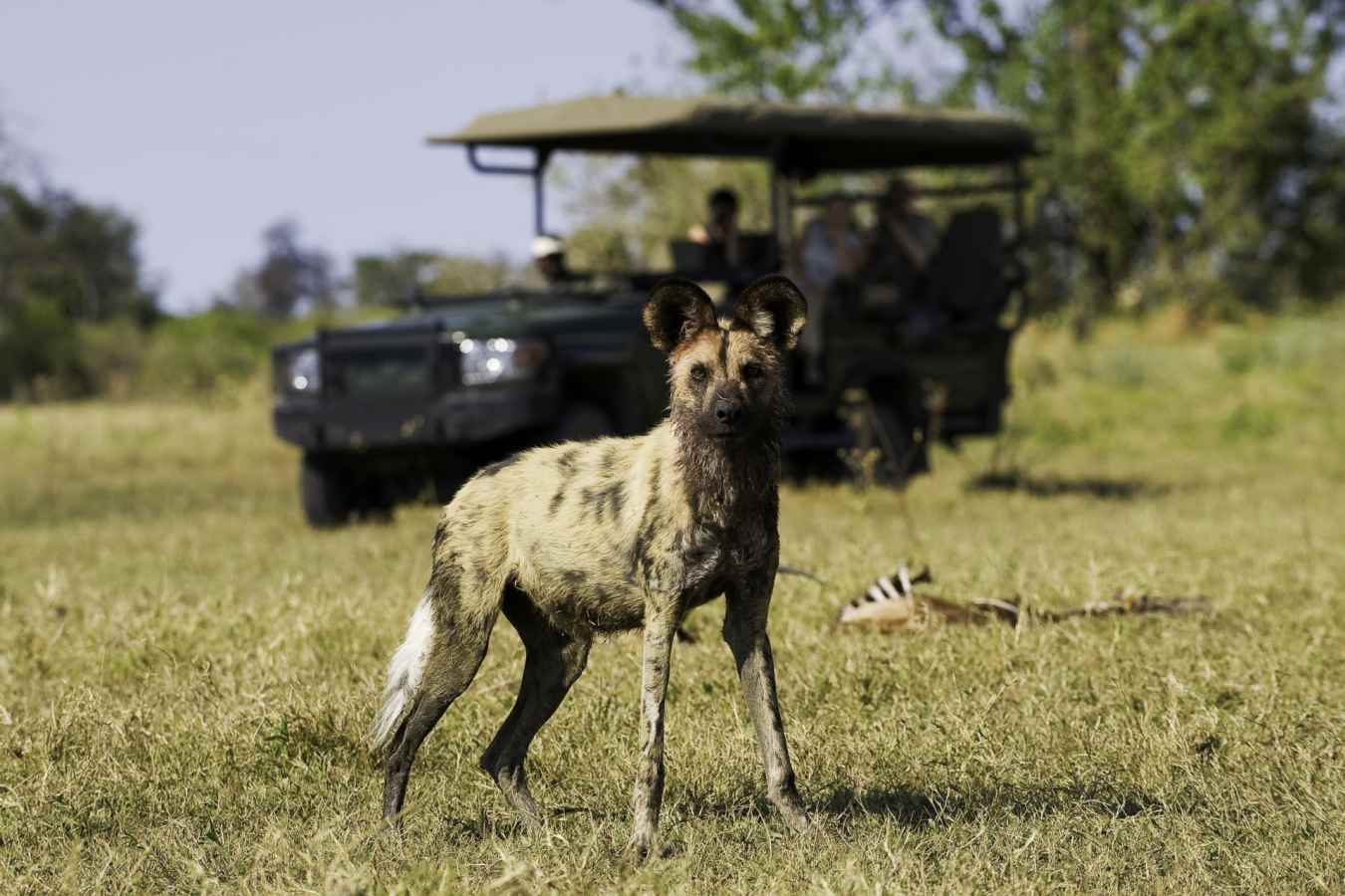 Wild dog in Linaynti 