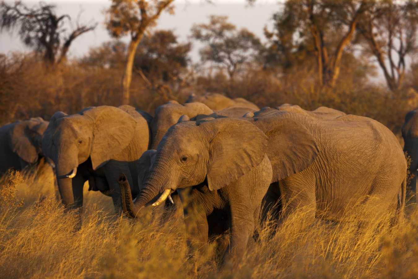 Elephants in Linyanti 