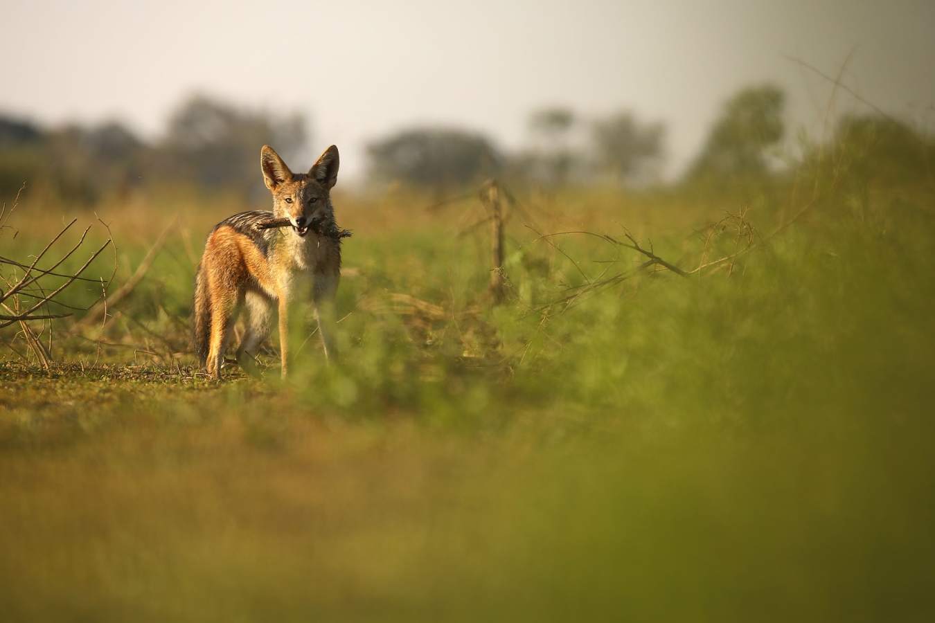 Black backed jackal 