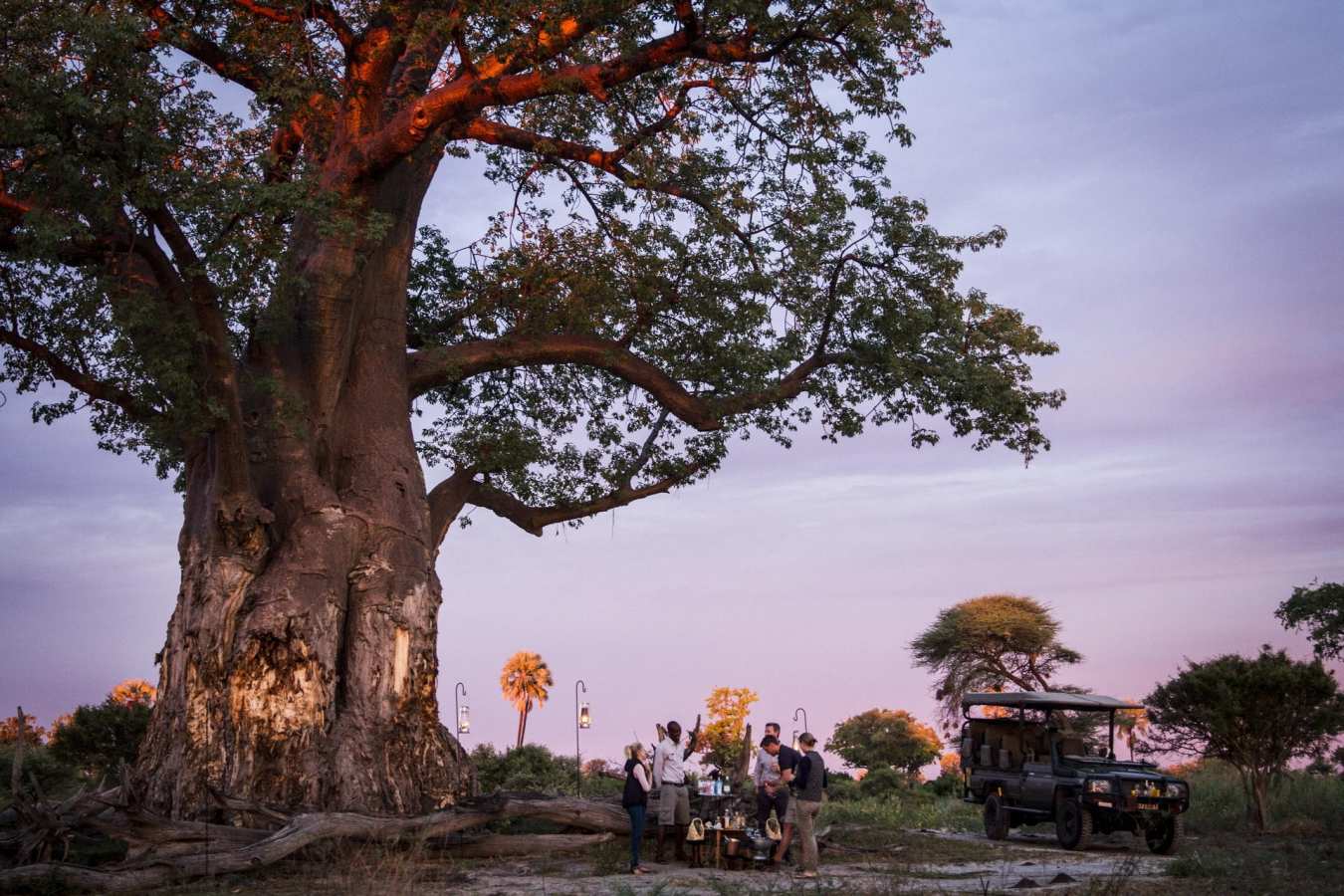 Mombo baobab tree 