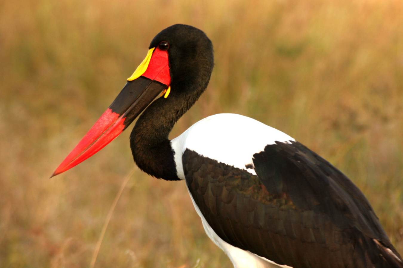 Saddle Billed Stork - Wild Botswana