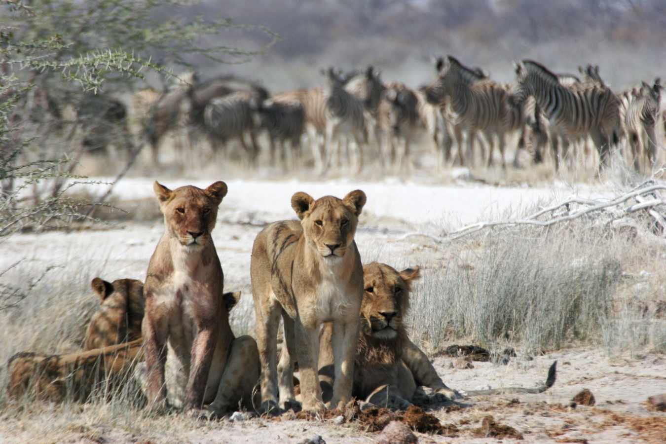 Lions and zebra - Wild Botswana