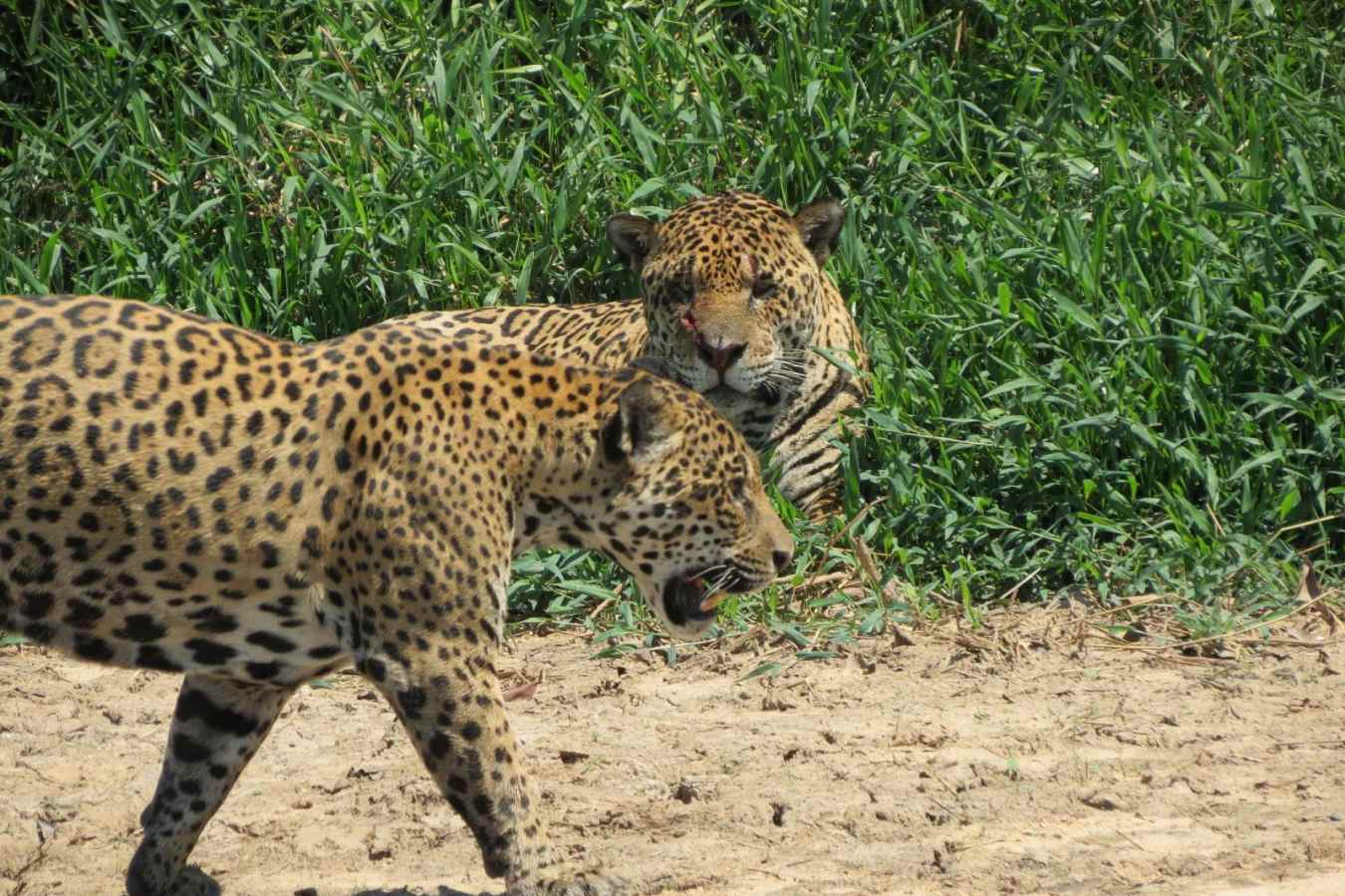 Araras Eco Lodge - Jaguars