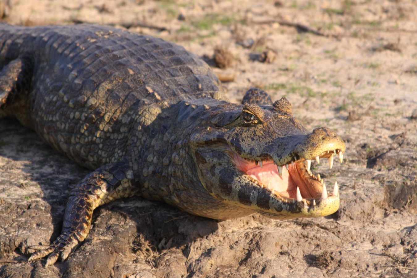 Caiman - Araras Eco Lodge