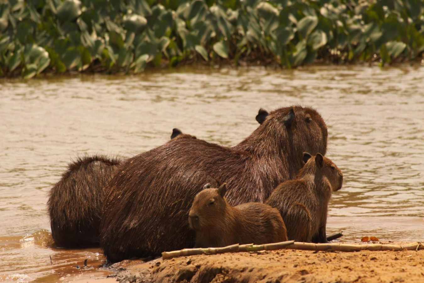 Capybara family - Araras Eco Lodge