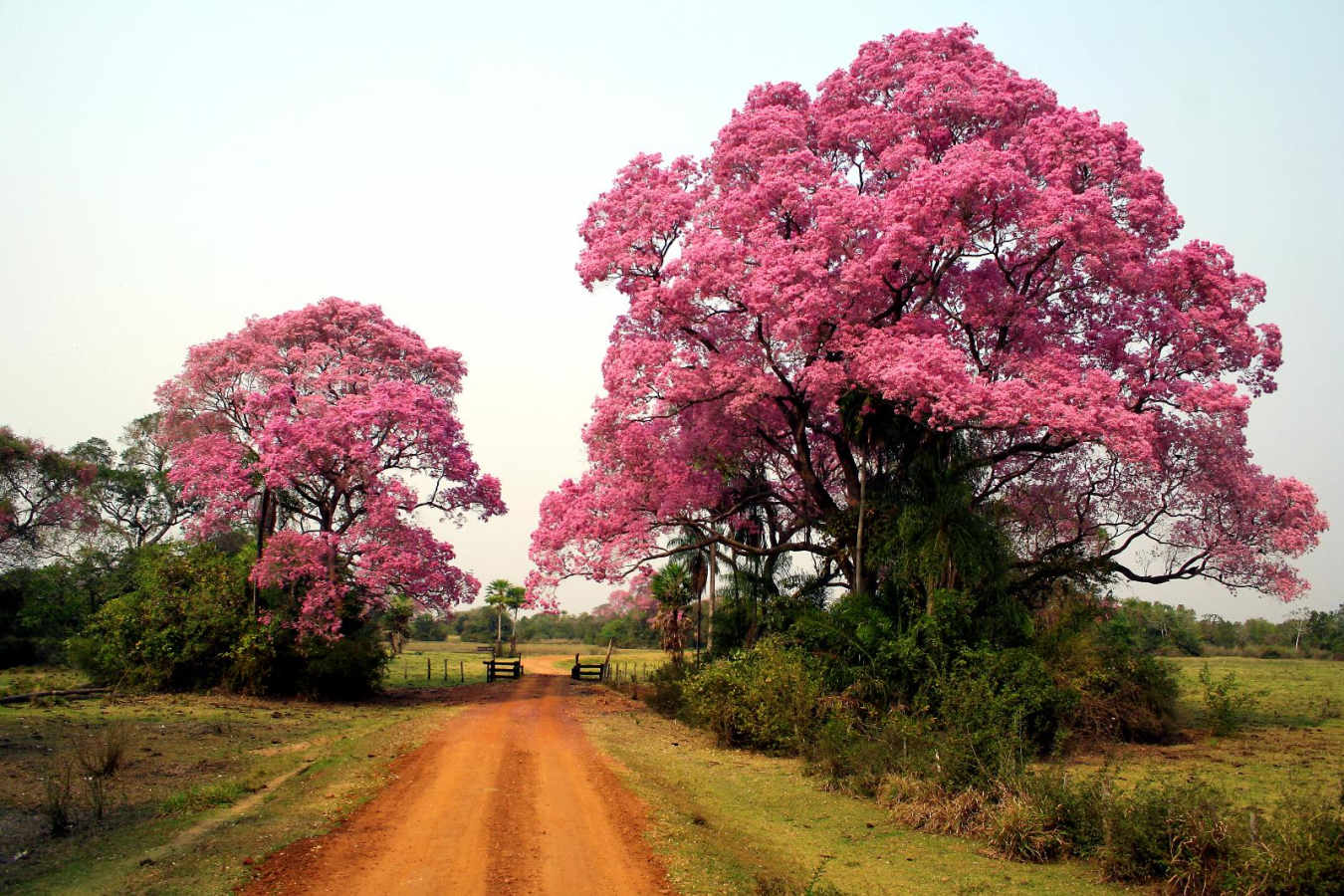 Piuvas Trees - Caiman Lodge
