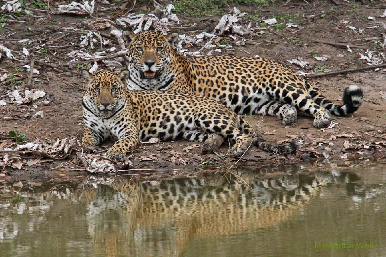 Wildlife - Caiman Ecological Refuge