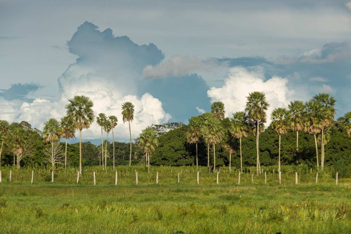 Pantanal - Caiman Ecological Refuge