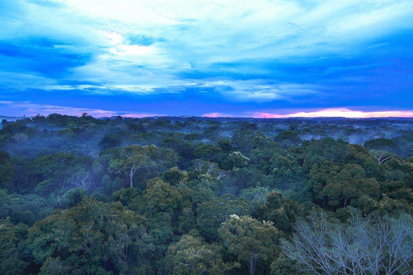 Jungle canopy - Cristalino Jungle Lodge