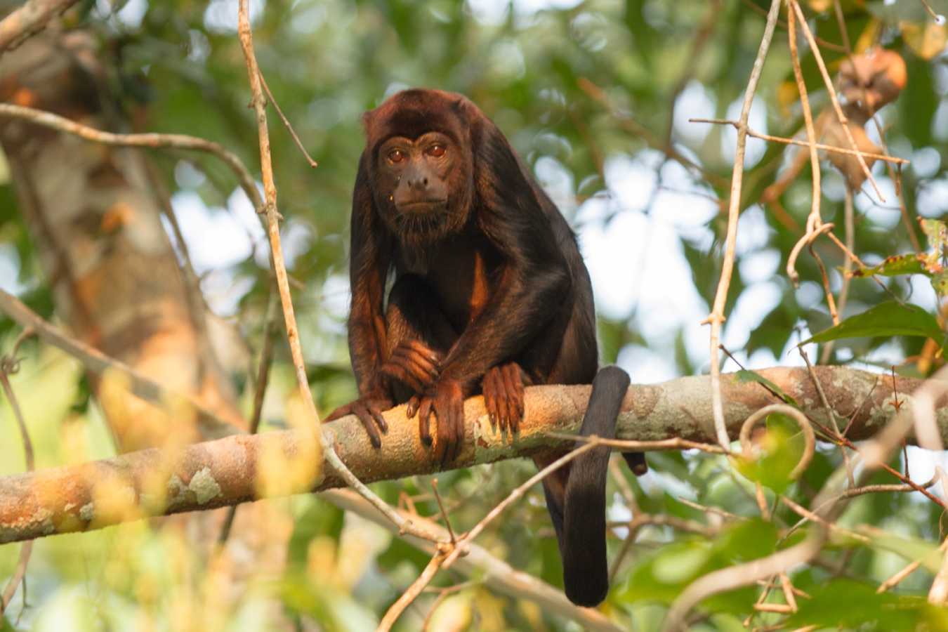 Howler Monkey - Cristalino Jungle Lodge