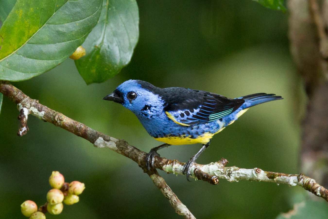 Birdlife - Cristalino Jungle Lodge