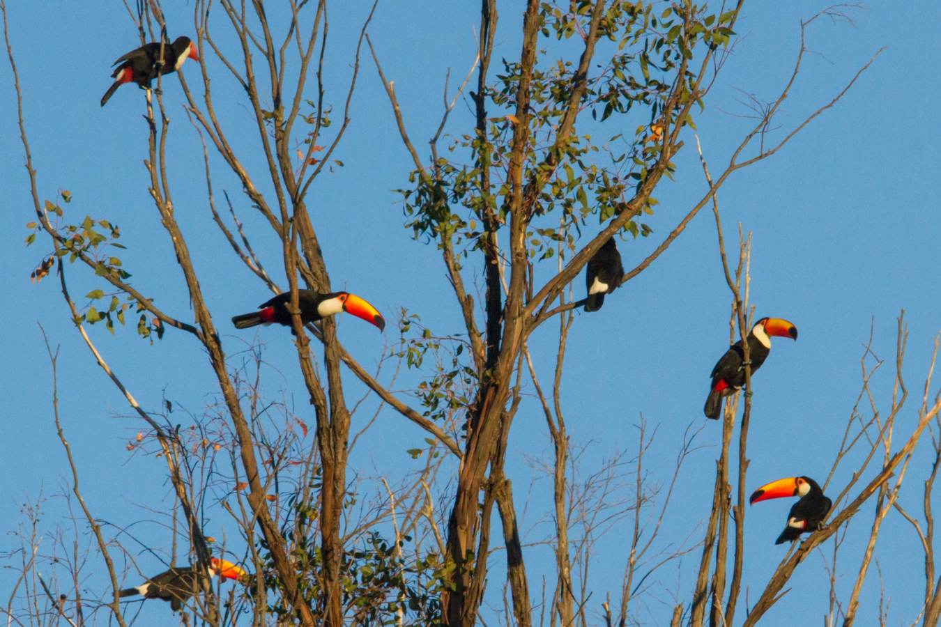 Toucans