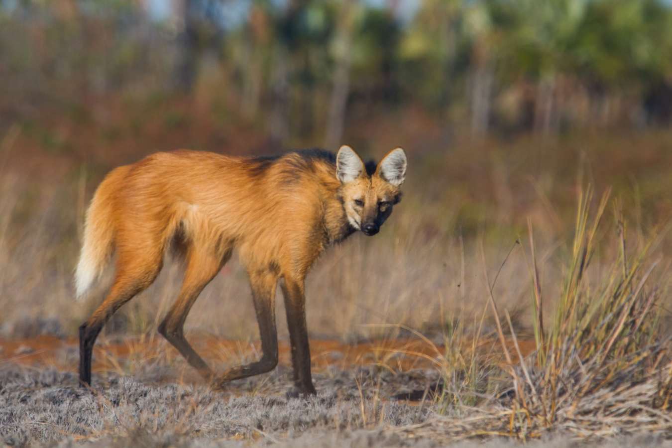 Maned Wolf