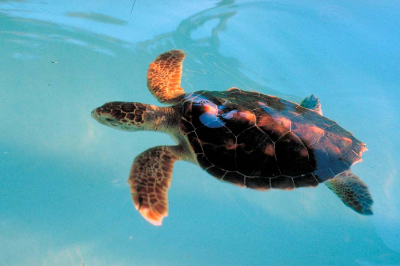 Turtle - Praia do Forte Eco Resort & Thalasso Spa