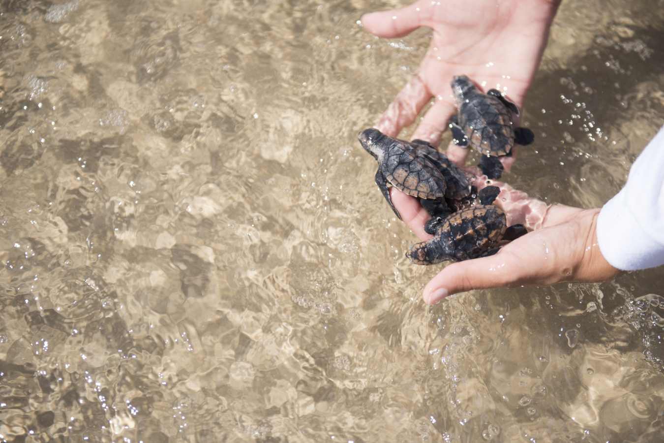 Turtles - Txai Resort