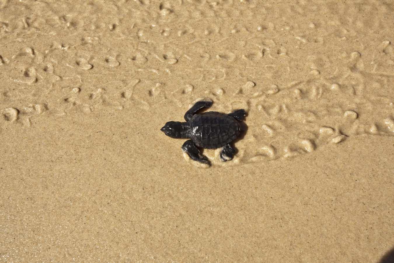 Family Fun in Brazil