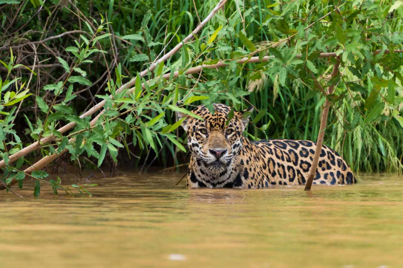 Wild Brazil Amazon  Pantanal Adventure