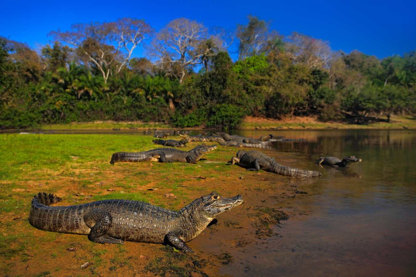 Wild Brazil Amazon  Pantanal Adventure