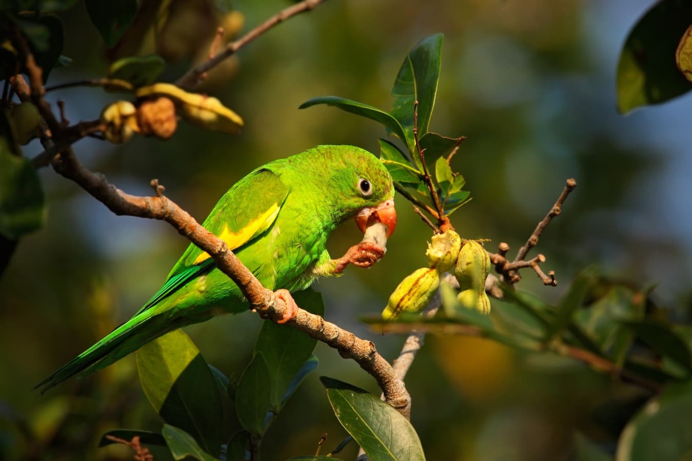 Wild Brazil Amazon  Pantanal Adventure