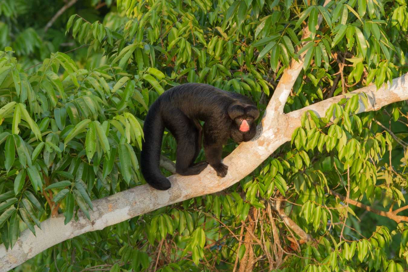 Wild Brazil Amazon  Pantanal Adventure