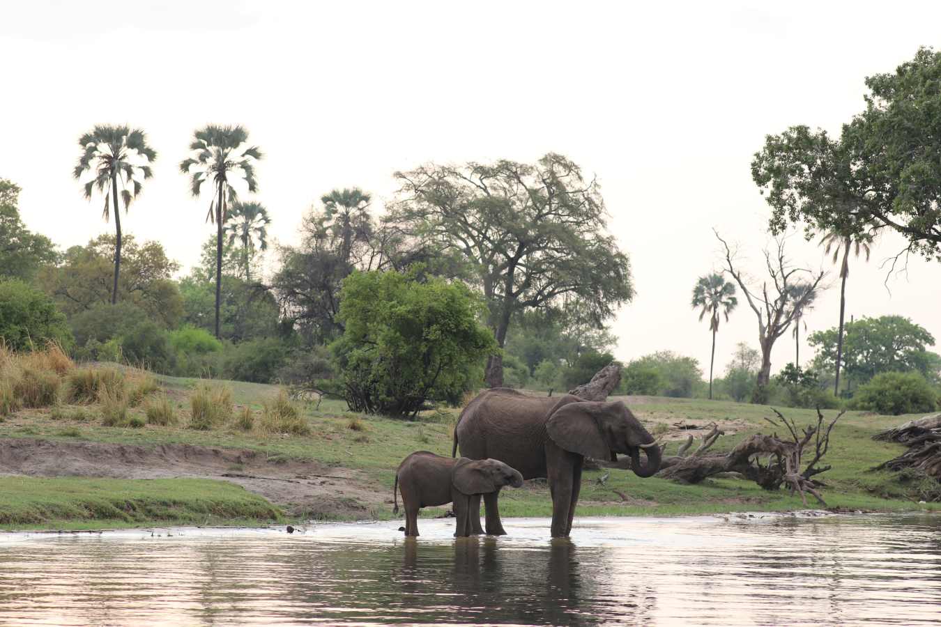 Elephants in Victoria Falls, Zimbabwe