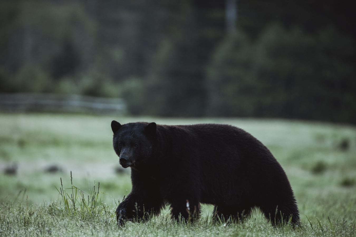 Bear Watching - Clayoquat Wilderness Lodge
