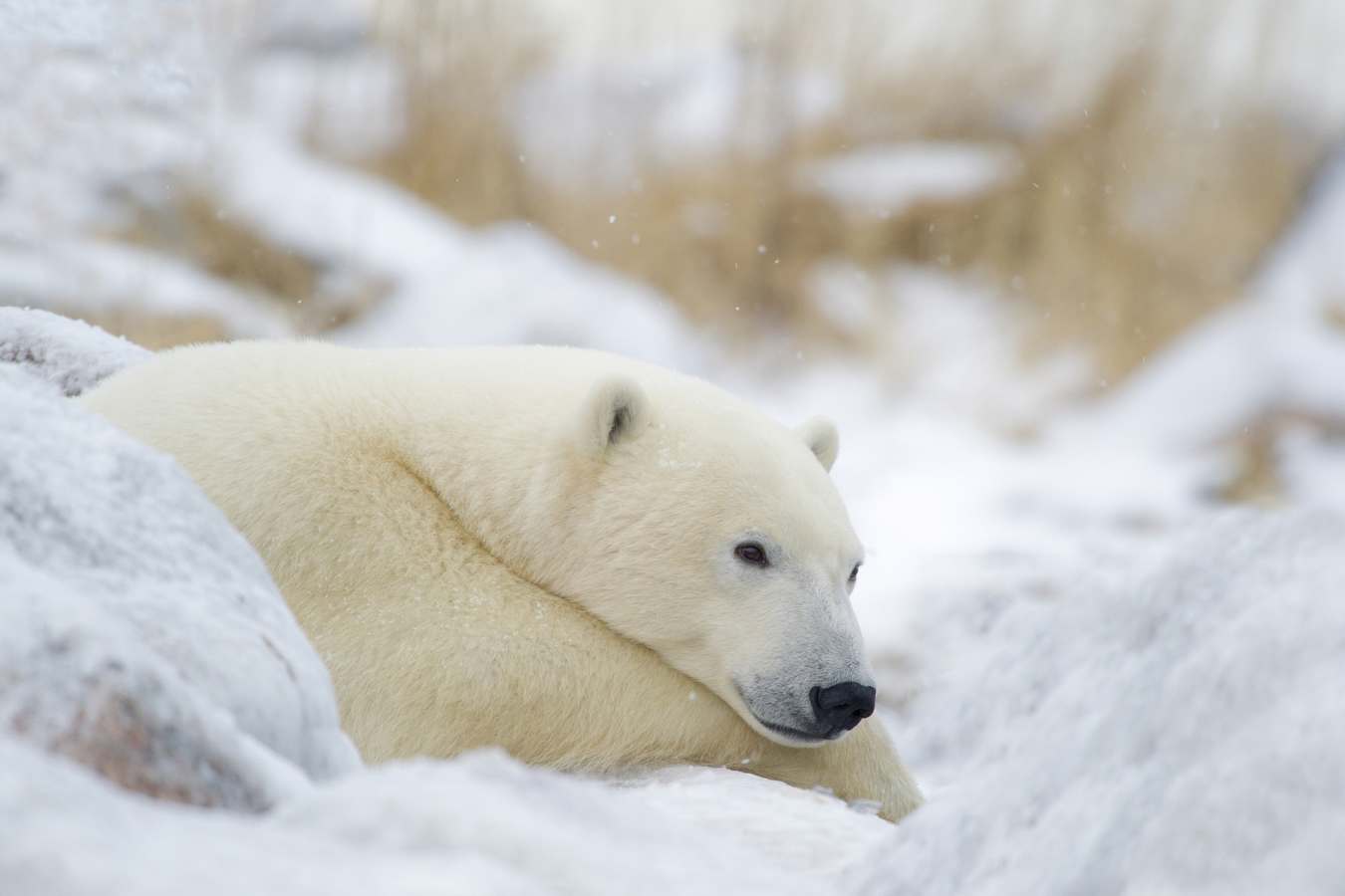 The Great Ice Bear snoozing in the snow
