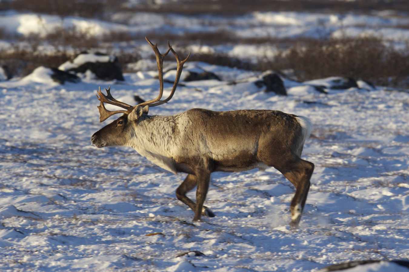 Caribou Bull