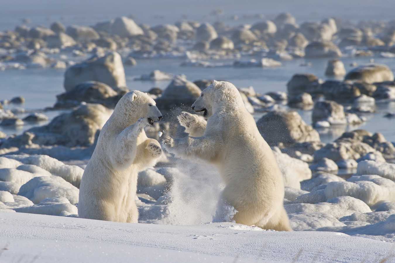 Polar bears wrestle