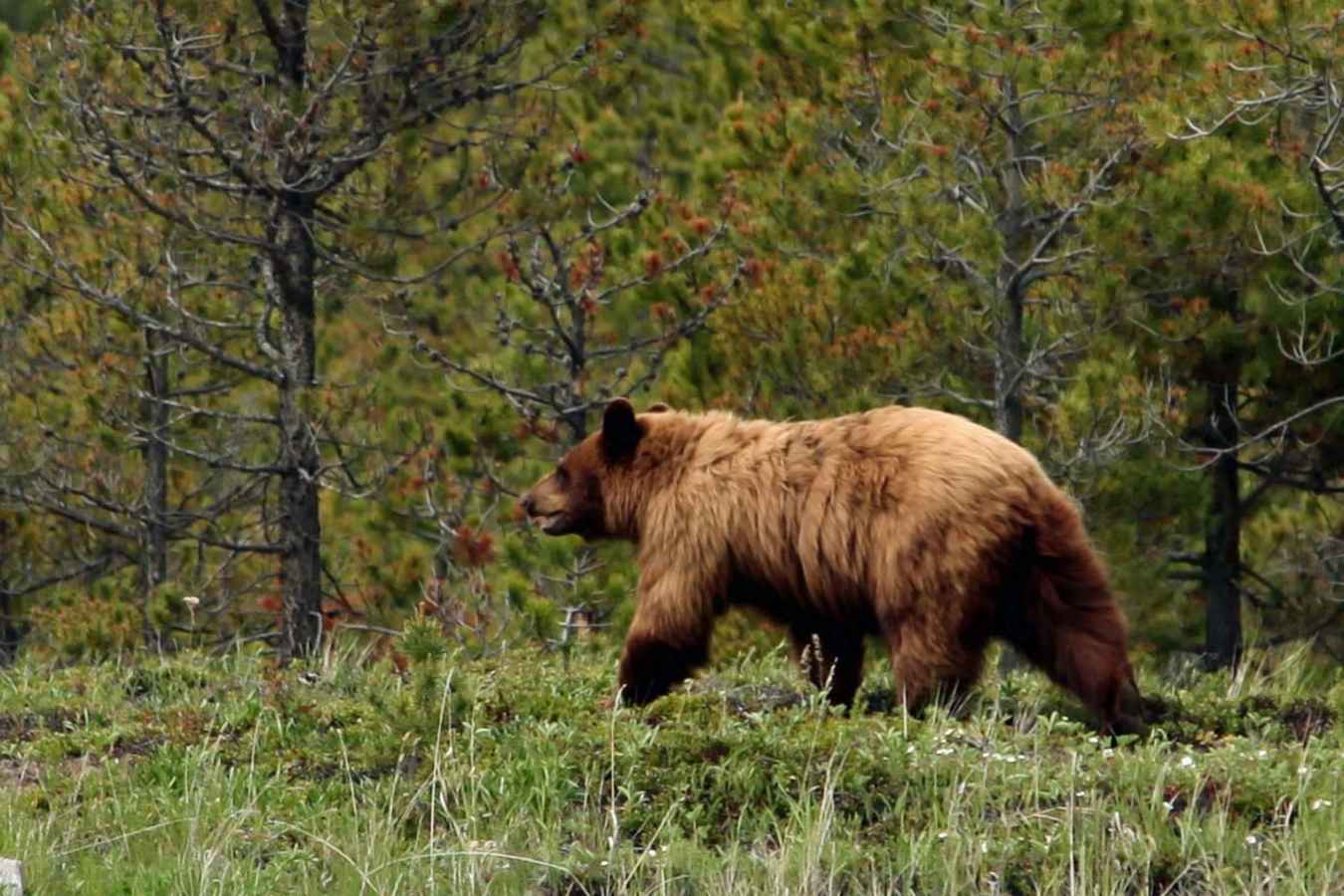 Wildlife at Echo Valley Ranch & Spa