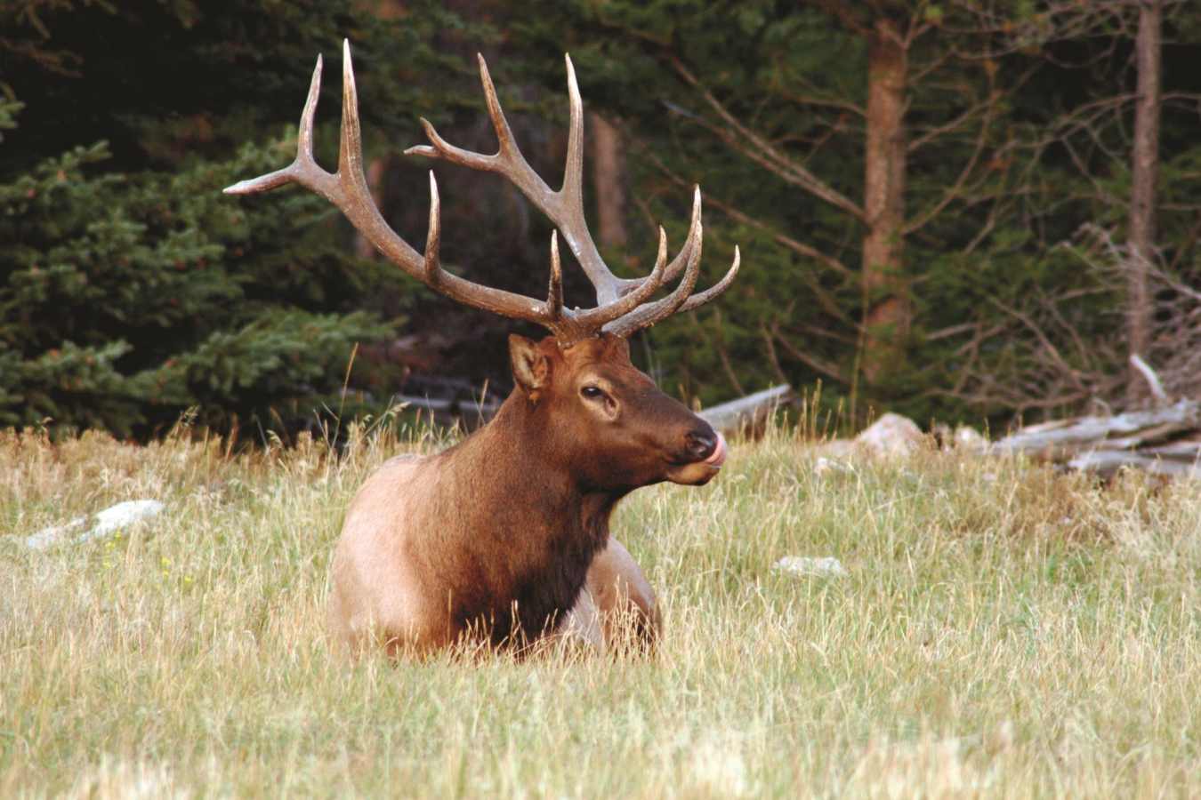 Elk - Fairmont Jasper Park Lodge