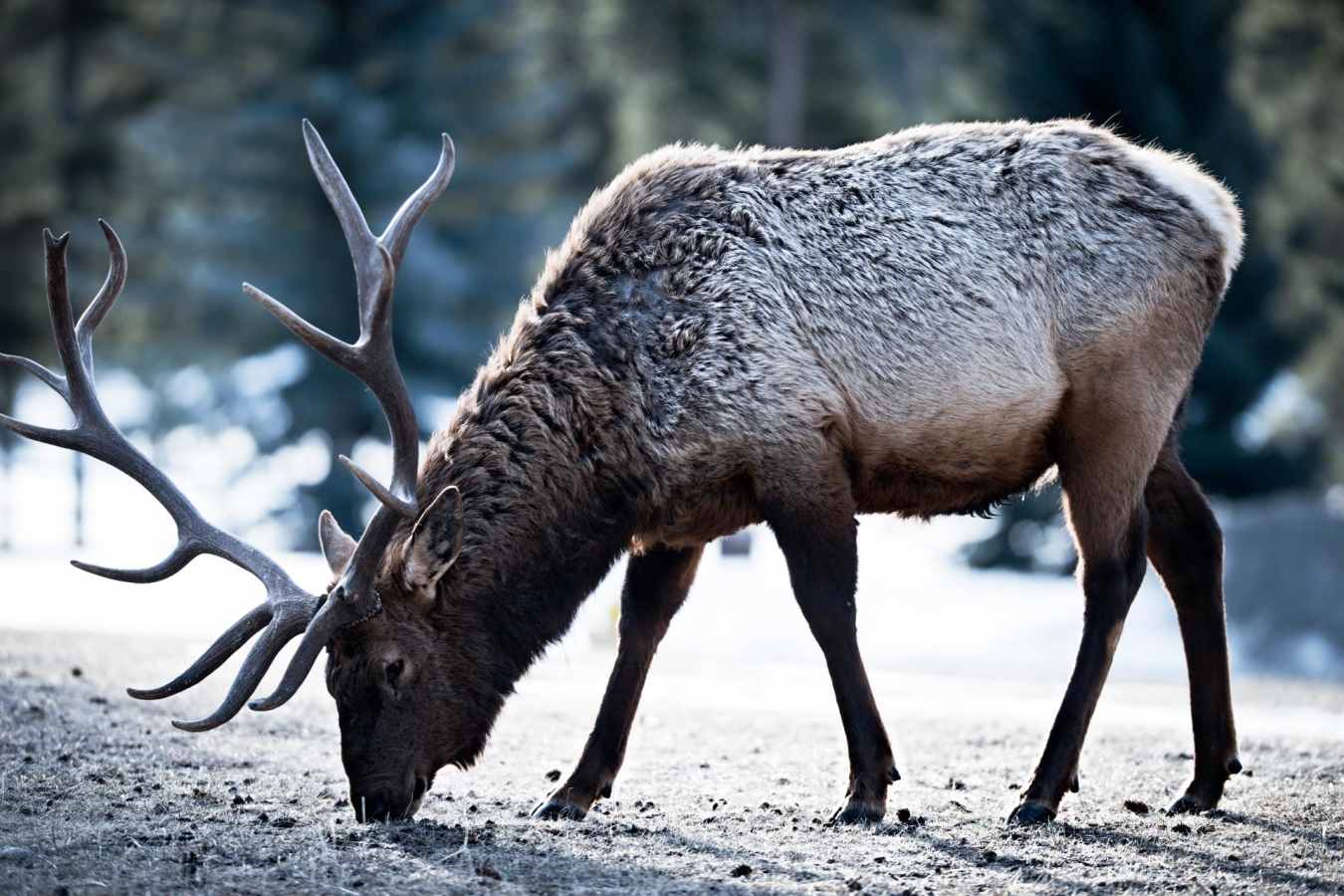 Wildlife - Fairmont Jasper Park Lodge