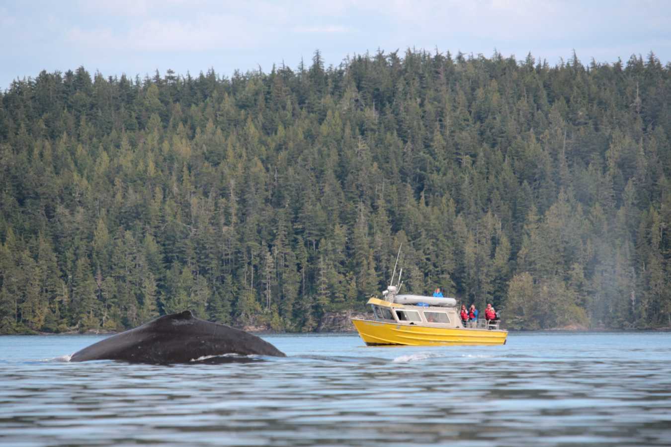 Humpback Whales at Farewell Harbour