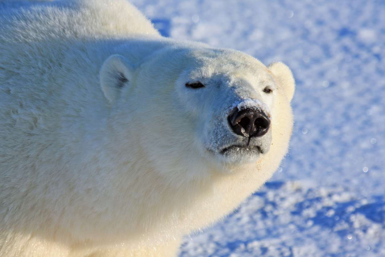 Polar bear - Nanuk Polar Bear Lodge