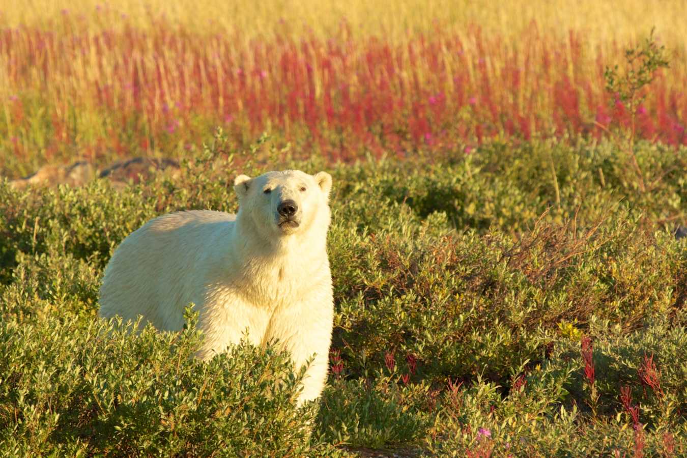 Polar bear in summer - Nanuk Polar Bear Lodge