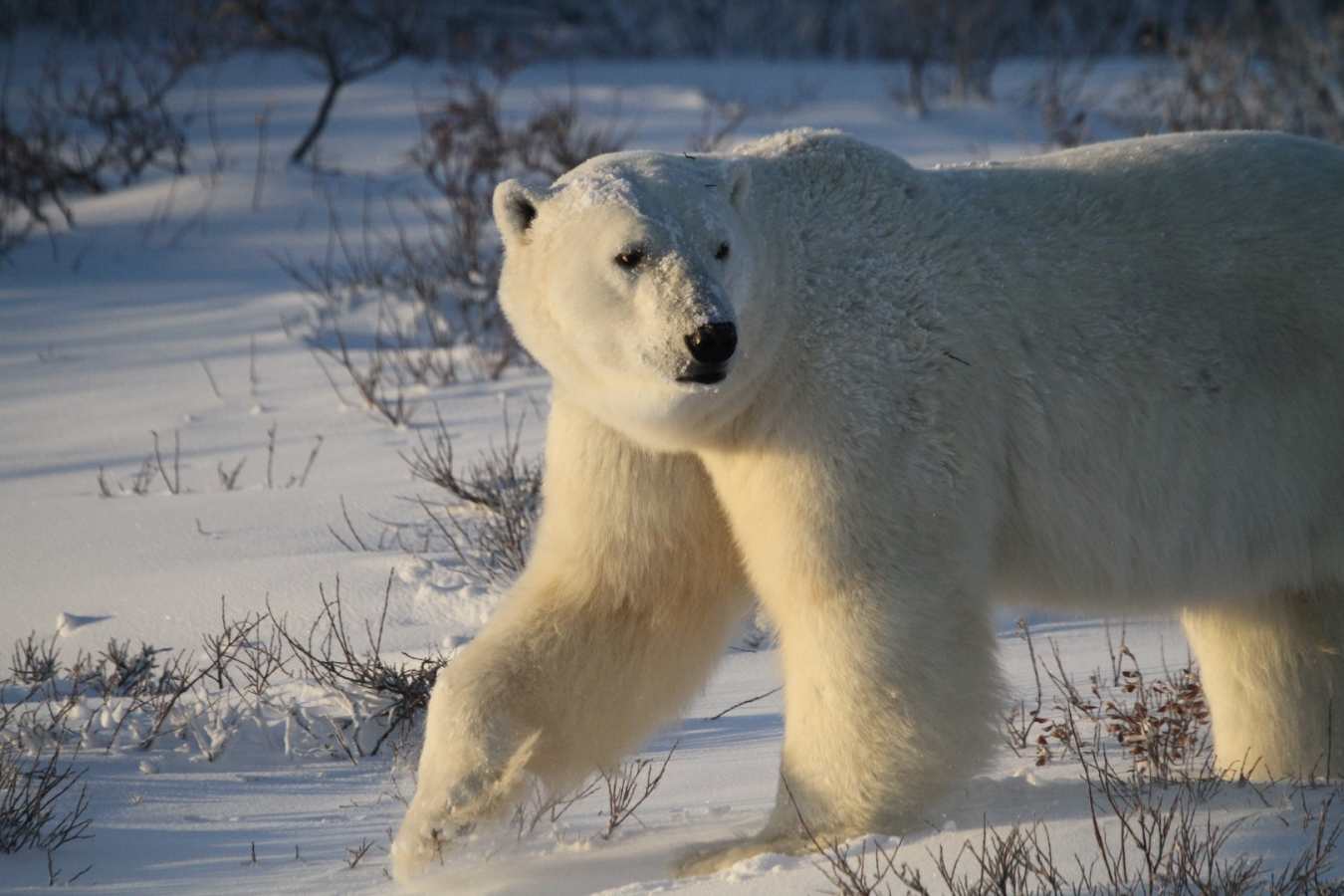 Polar bear walking on tundra - Nanuk Polar Bear Lodge