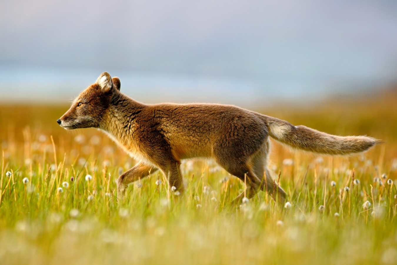 Arctic Fox - Nanuk Polar Bear Lodge