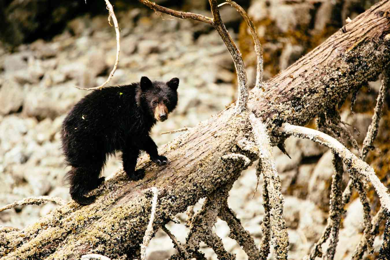 Wandering bear cub - Nimmo Bay Resort