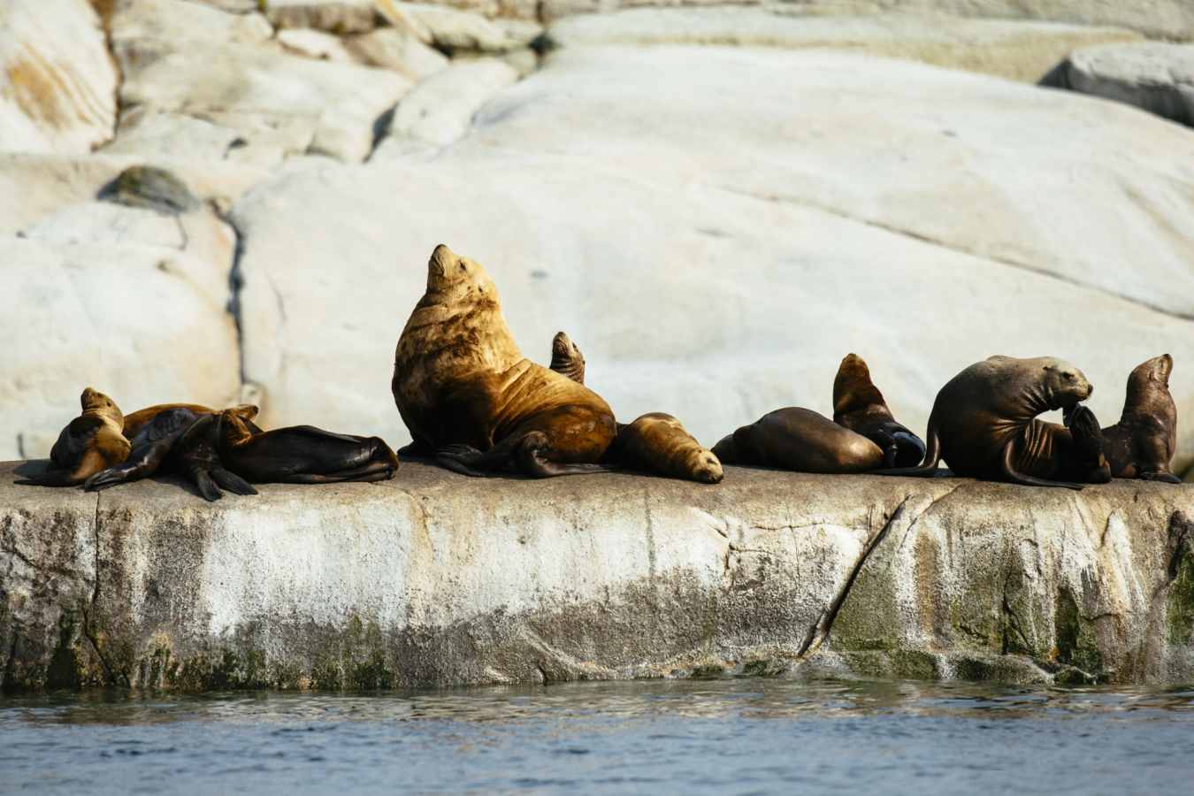 Visit the sea lions - Nimmo Bay Resort