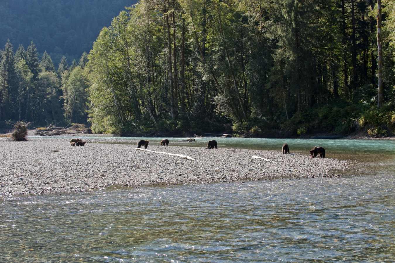 Bears Feeding - Sonora Resort