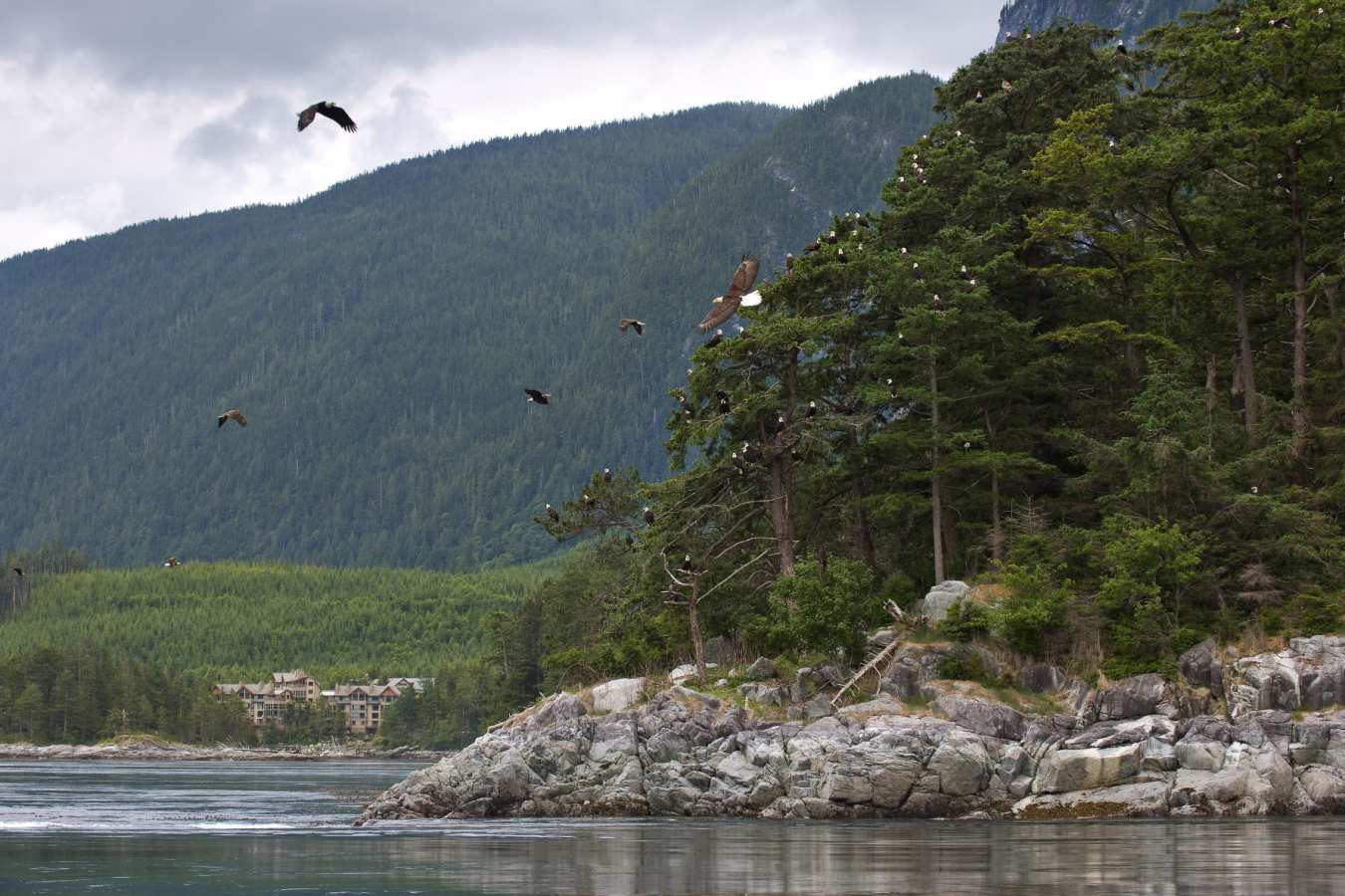 Eagles take Flight - Sonora Resort